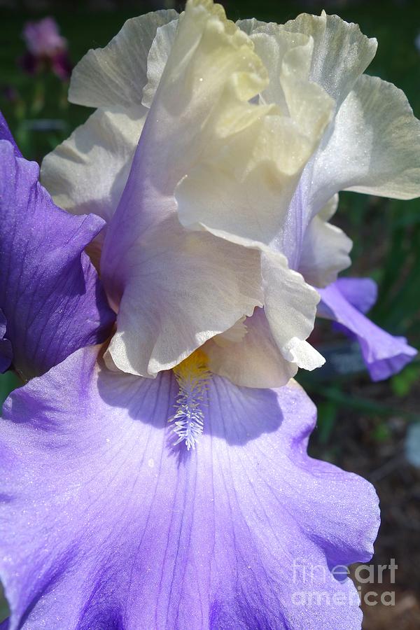 Blooming Iris 2 Photograph by Jacqueline Athmann