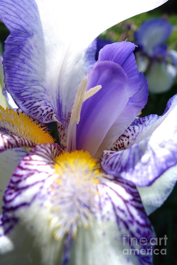 Blooming Iris 6 Photograph