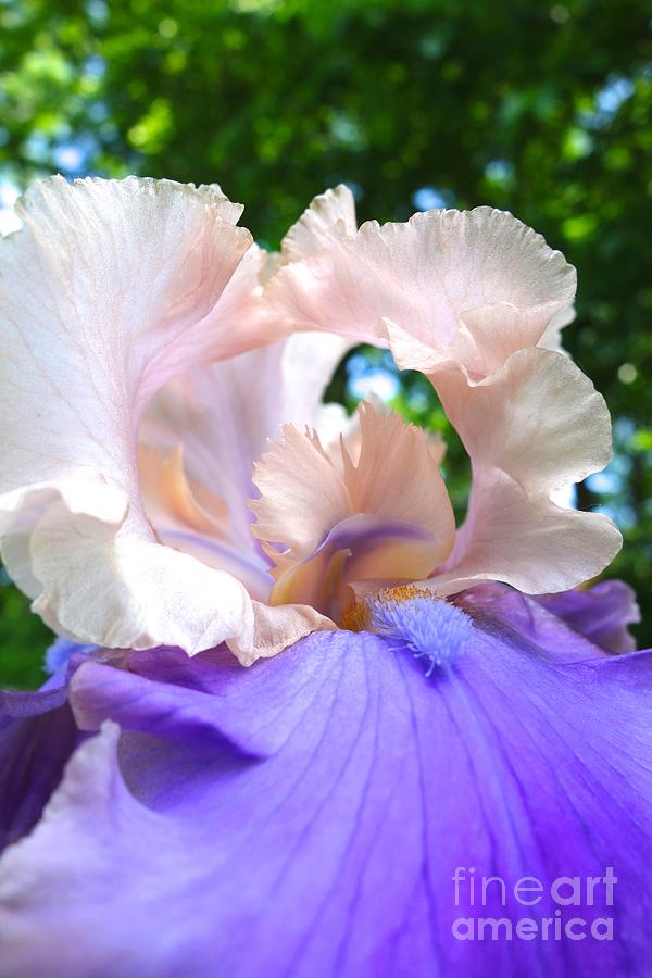 Blooming Iris 9 Photograph by Jacqueline Athmann