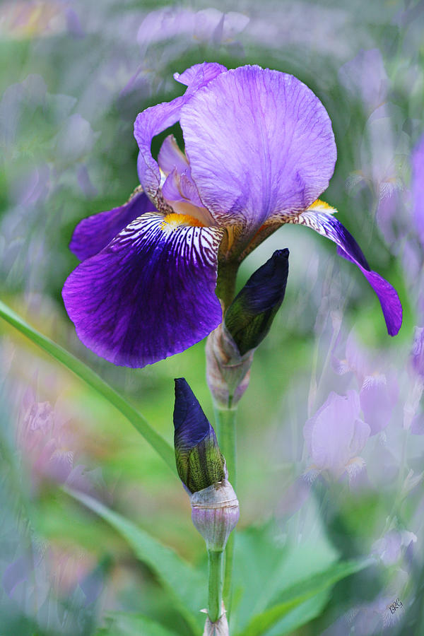 Blooming Iris - Caprice Photograph by Ben and Raisa Gertsberg