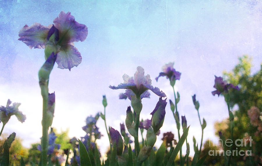 Blooming Iris Photograph by Jennifer Camp
