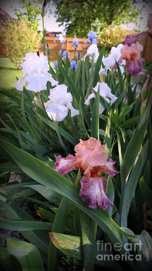 Blooming Iris Photograph