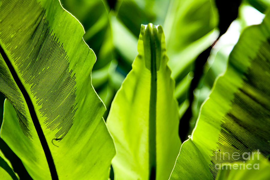 Blooming Leaf Photograph by Laarni Montano