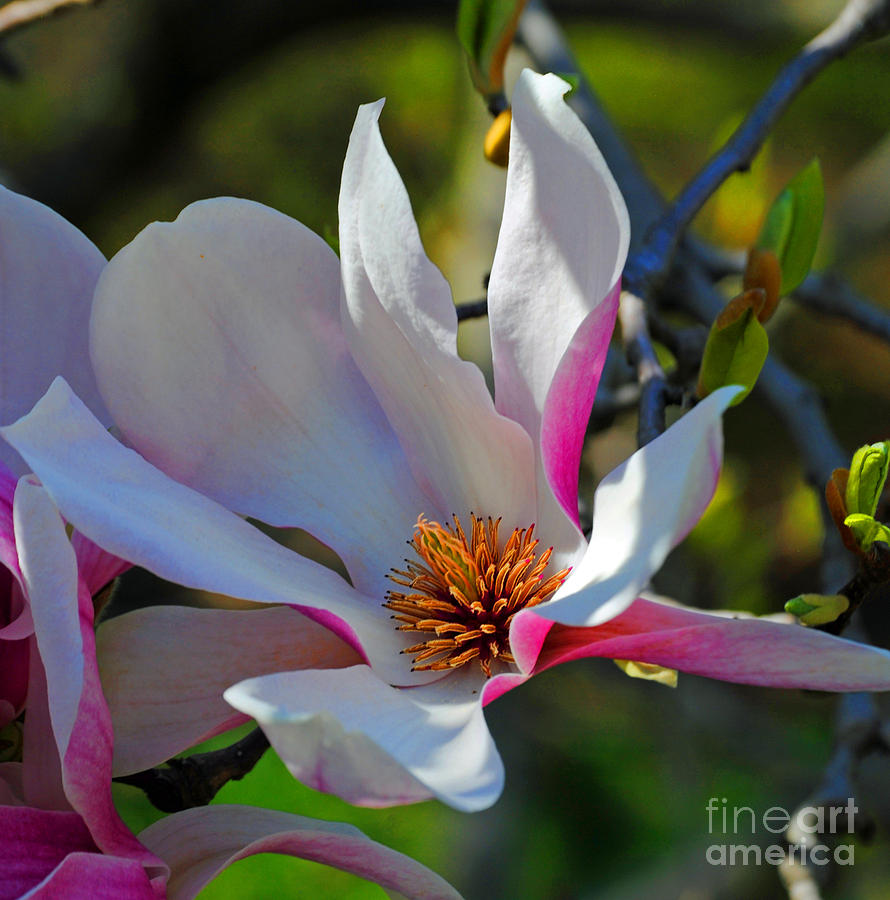 Spring Photograph - Blooming Light by Jost Houk
