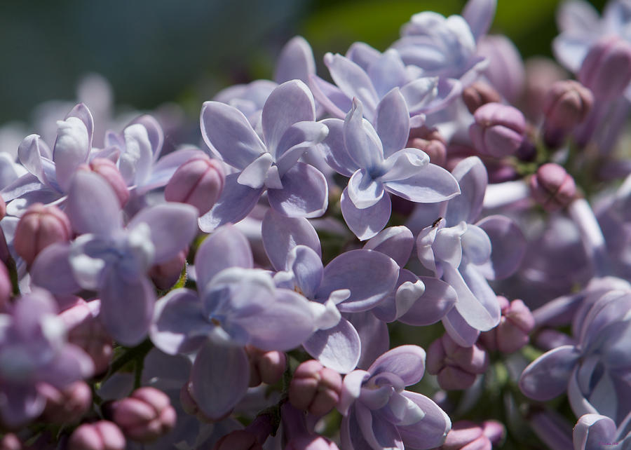 Blooming Lilacs Photograph by Kristin Hatt