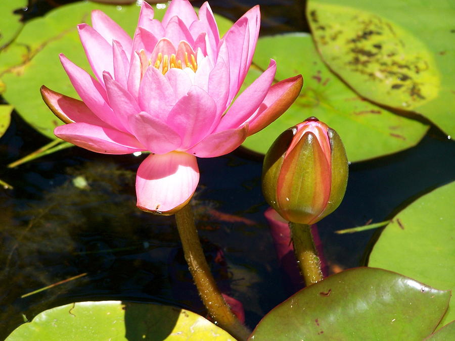 Blooming Lily Photograph by Karen Arnold - Fine Art America