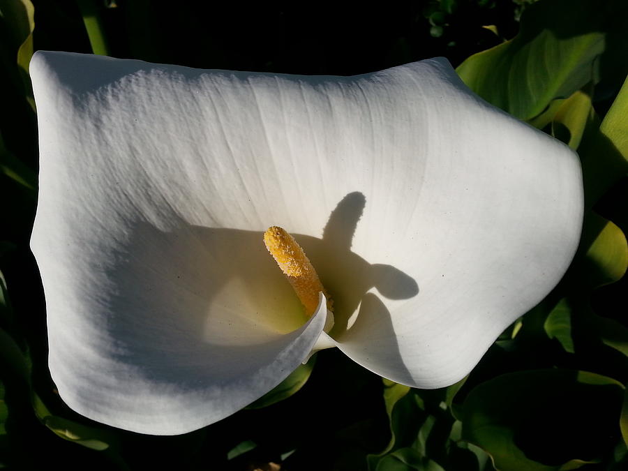 Blooming Lily of San Francisco Photograph by Emmy Marie Vickers