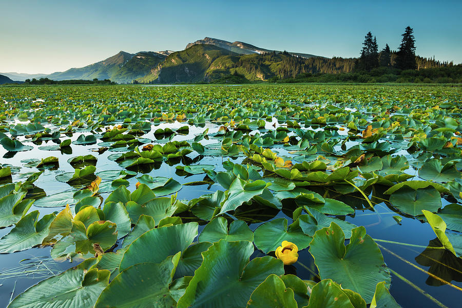 Blooming Lily Pads Cover The Surface Photograph by Carl Johnson