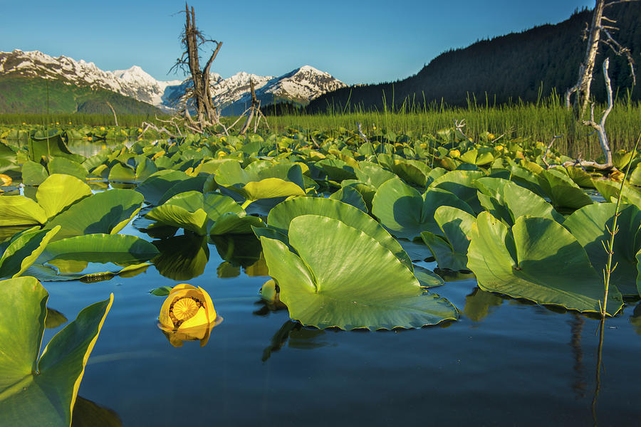 Blooming Lily Pads Near Placer Valley Photograph by Carl Johnson
