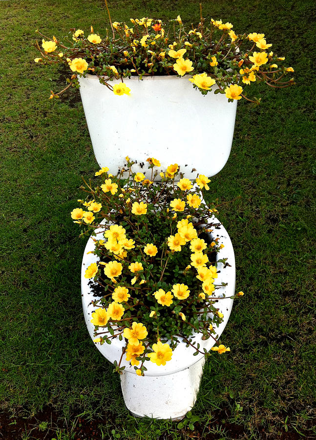 Blooming Loo Photograph by Venetia Featherstone-Witty