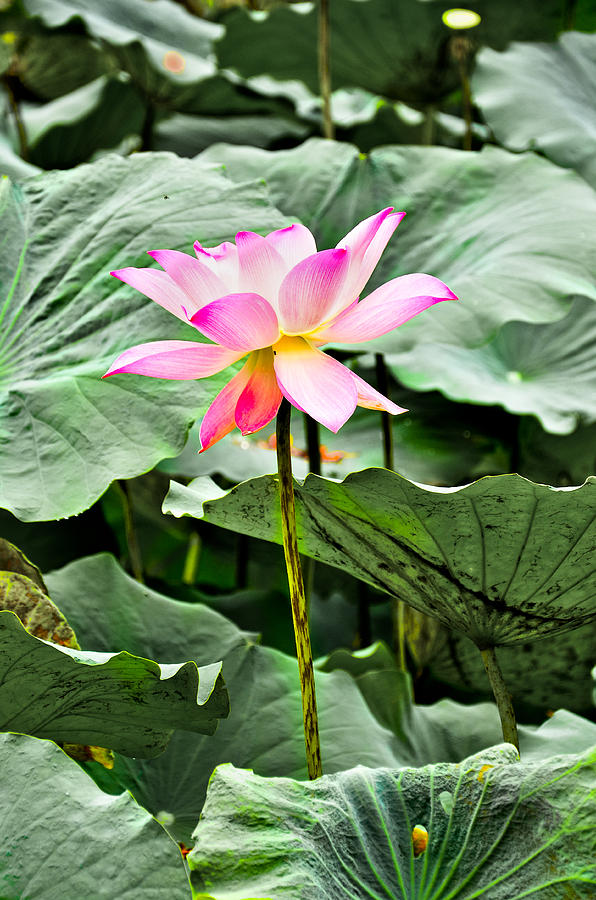 Blooming Lotus Flower Over Green Background Photograph by