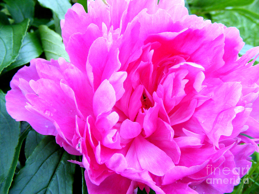 Blooming Magenta Peony Photograph by Barbara A Griffin - Fine Art America