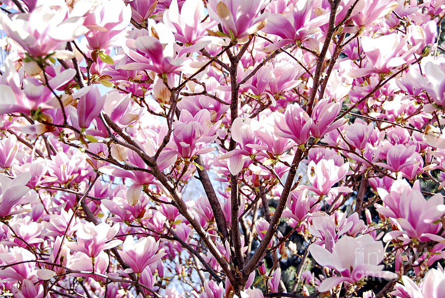 Magnolia Movie Photograph - Blooming magnolia by Elena Elisseeva