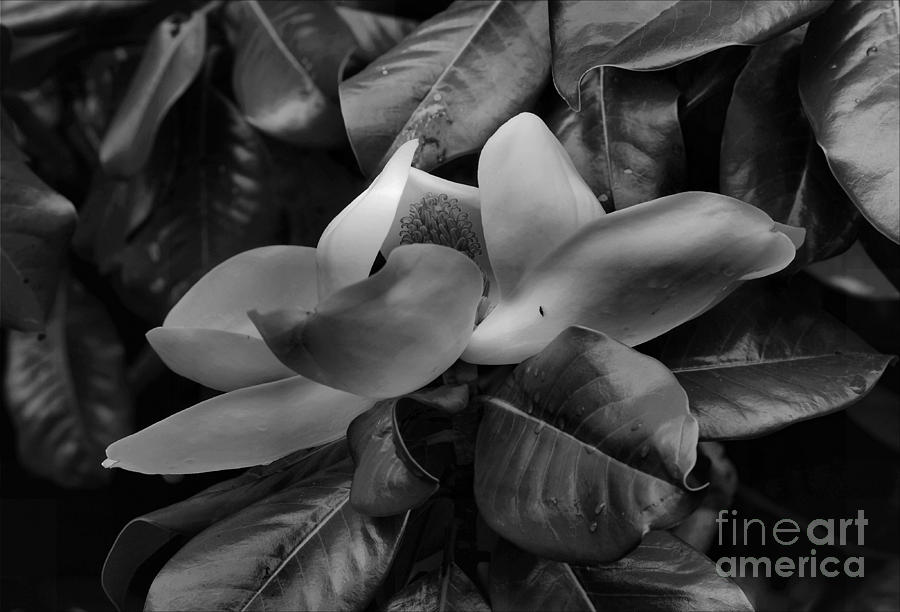 Magnolia Movie Photograph - Blooming Magnolia In Black And White by Luv Photography