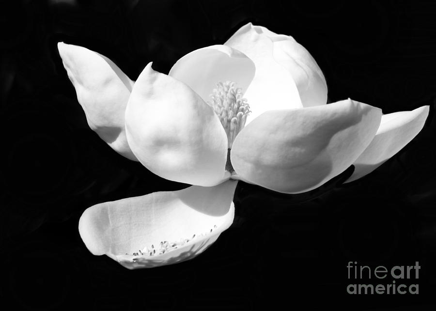 Magnolia Movie Photograph - Blooming Magnolia in Black and White by Sabrina L Ryan