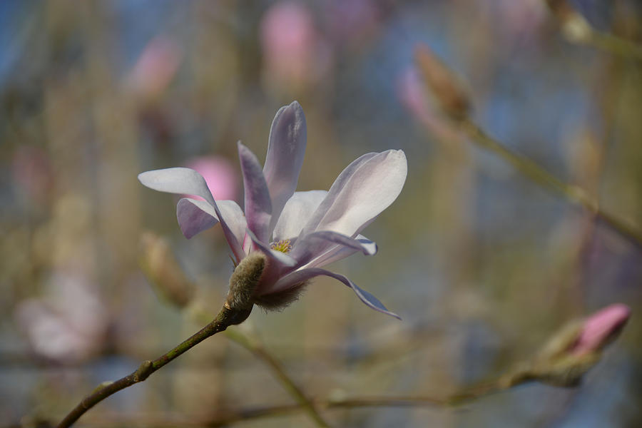 Magnolia Movie Photograph - Blooming Magnolia in Spring by Lena Photo Art