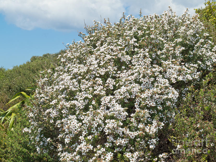 Flower Photograph - Blooming Manuka Leptospermum scoparium NZ tea tree by Stephan Pietzko