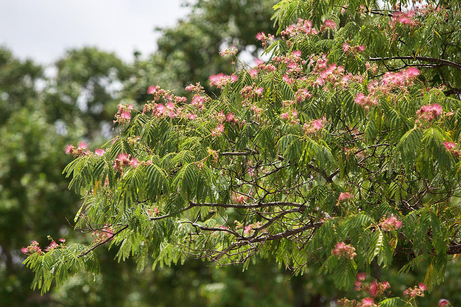 Blooming MimosaTree Photograph by Linda Phelps