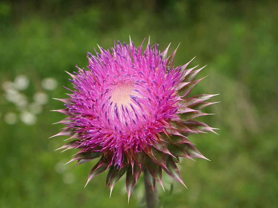Nature Photograph - Blooming Milk Thistle by Kim Upton