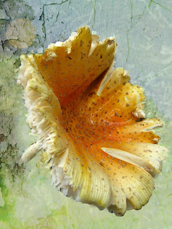 Mushroom Photograph - Blooming Mushroom by Shirley Sirois