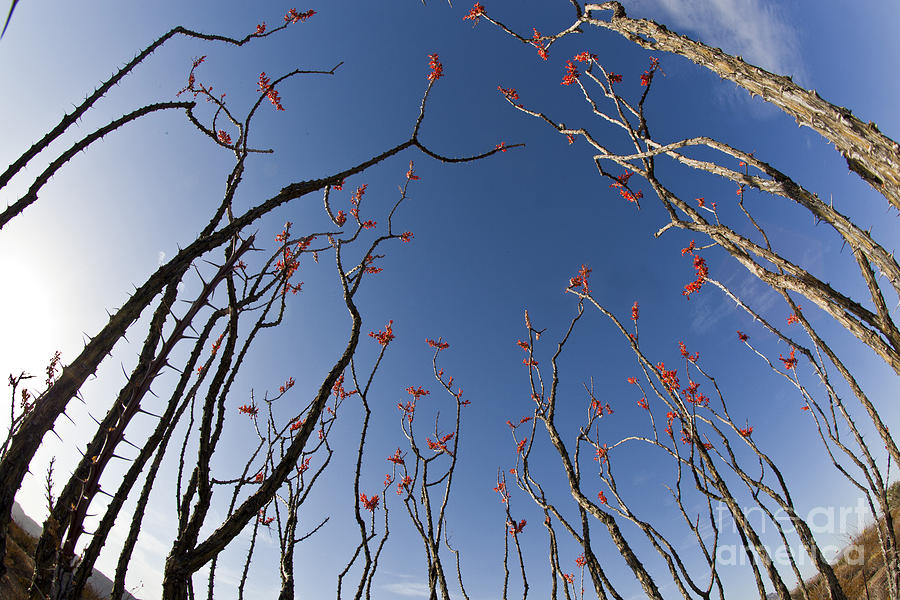 Blooming Ocotillo Photograph by Greg Dimijian