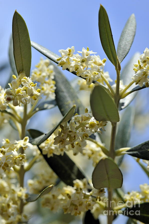 Blooming olive tree at spring Photograph by Sami Sarkis - Pixels