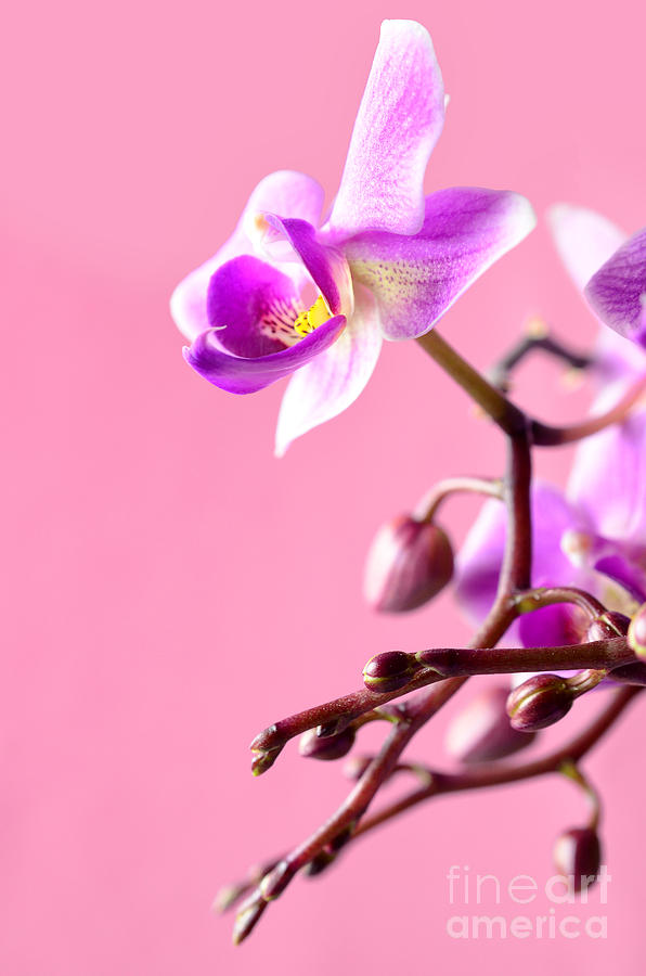 Blooming Orchids on Pink Photograph by Sabine Jacobs