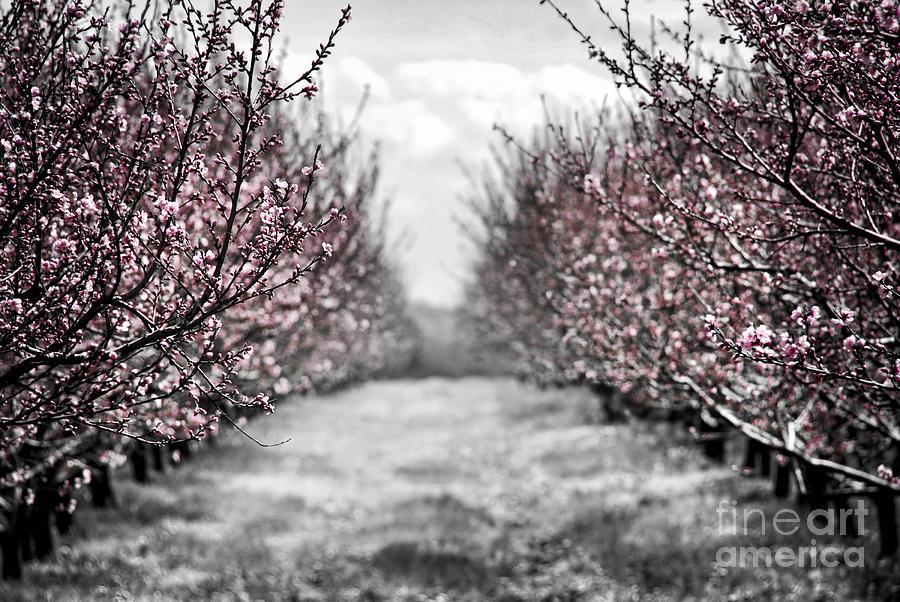 Peach orchard in bloom Photograph by Elena Elisseeva