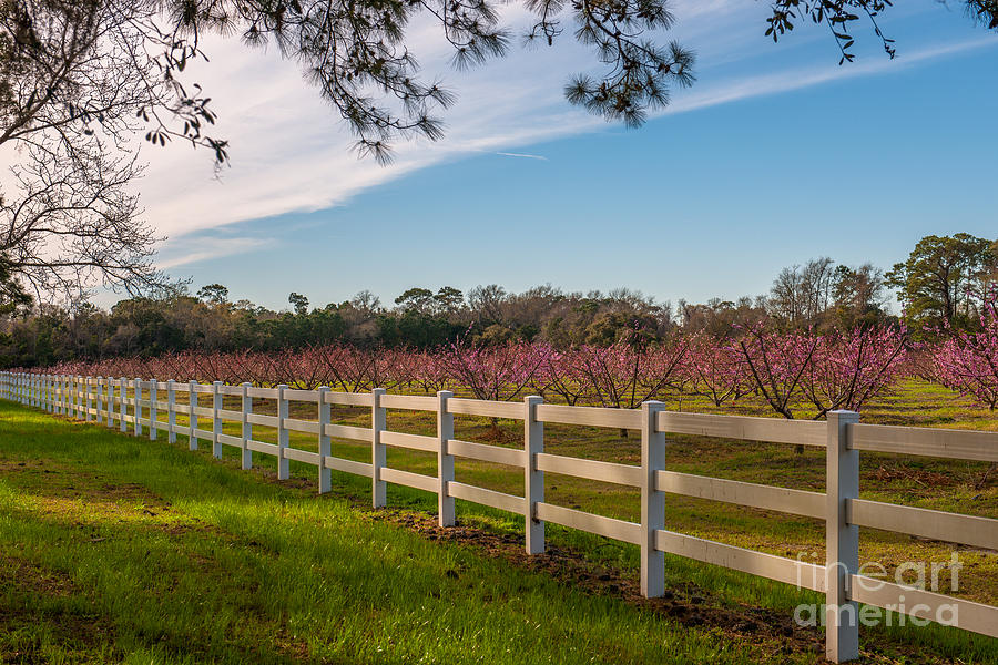 Blooming Peach Trees at Boone Hall Photograph by Dale Powell