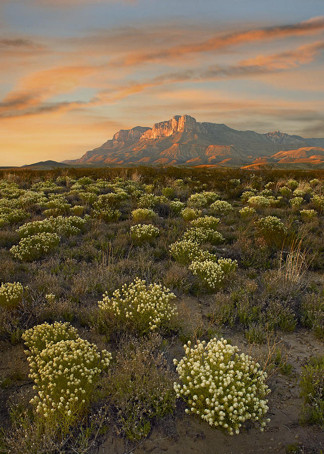 Blooming Pepperweed And El Capitan Photograph by Tim Fitzharris