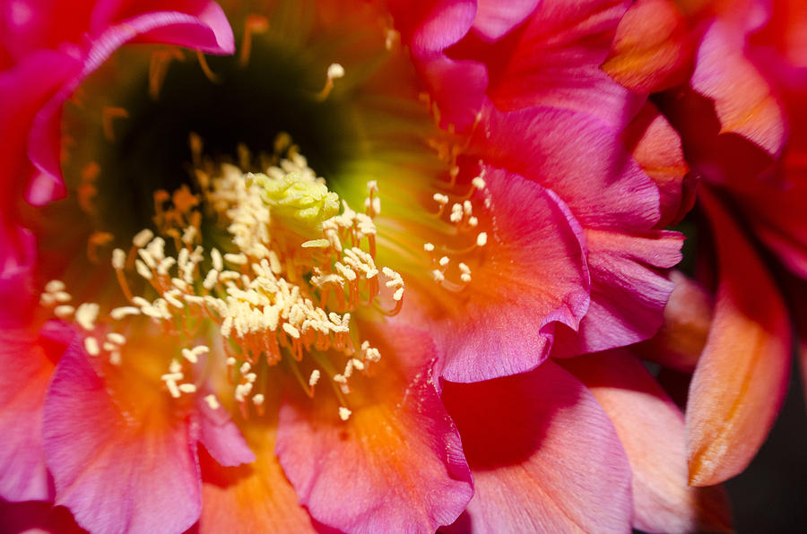 Blooming Pink Explosions  Photograph by Richard Henne