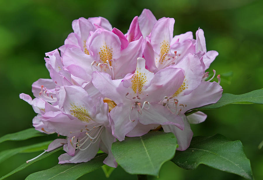 Blooming Pink Rhododendron Flower Photograph by Juergen Roth