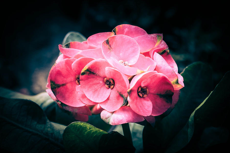 Flower Photograph - Blooming Pink by Shweta Paryani