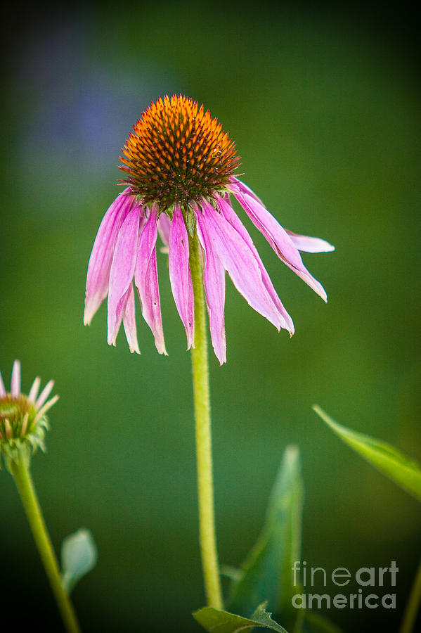 Blooming Pink Wild Flower Photograph by Andrew Slater