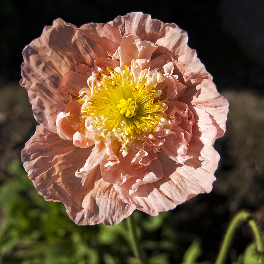 Blooming Poppy Photograph by Sandra Selle Rodriguez
