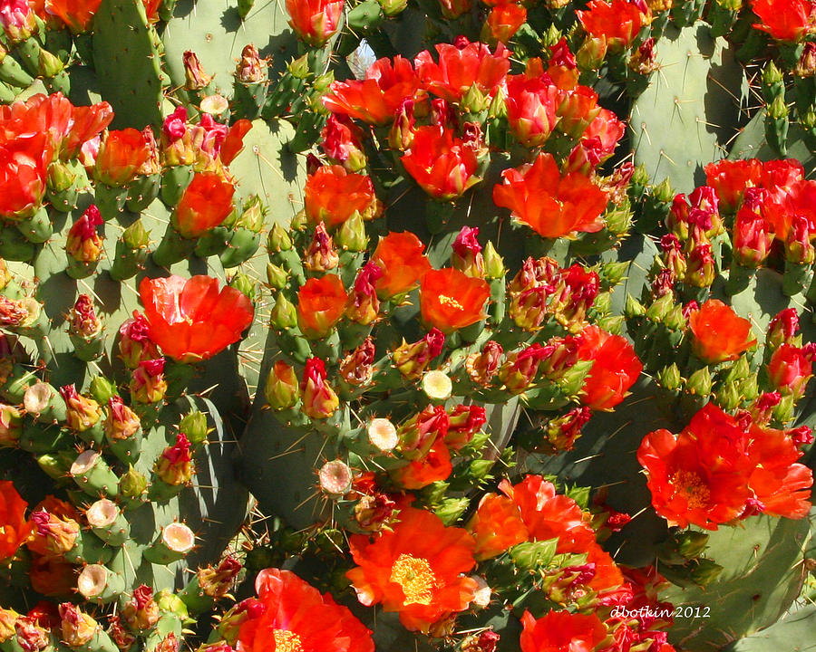 Blooming Prickly Photograph by Dick Botkin