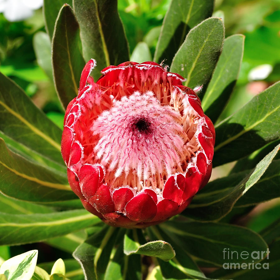 Nature Photograph - Blooming Protea 2 by Kaye Menner