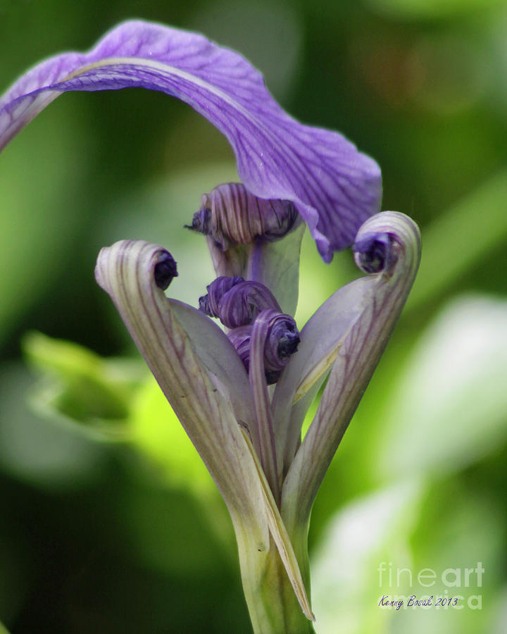Iris Photograph - Blooming Eleanor Roosevelt Bearded Purple Iris by Kenny Bosak