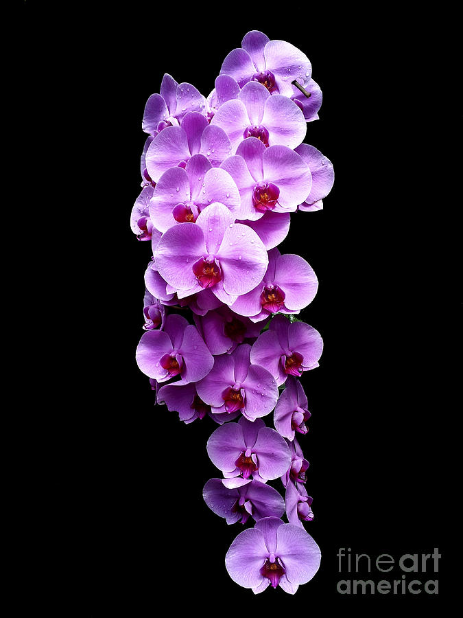 Blooming purple Orchid Photograph by Amir Paz