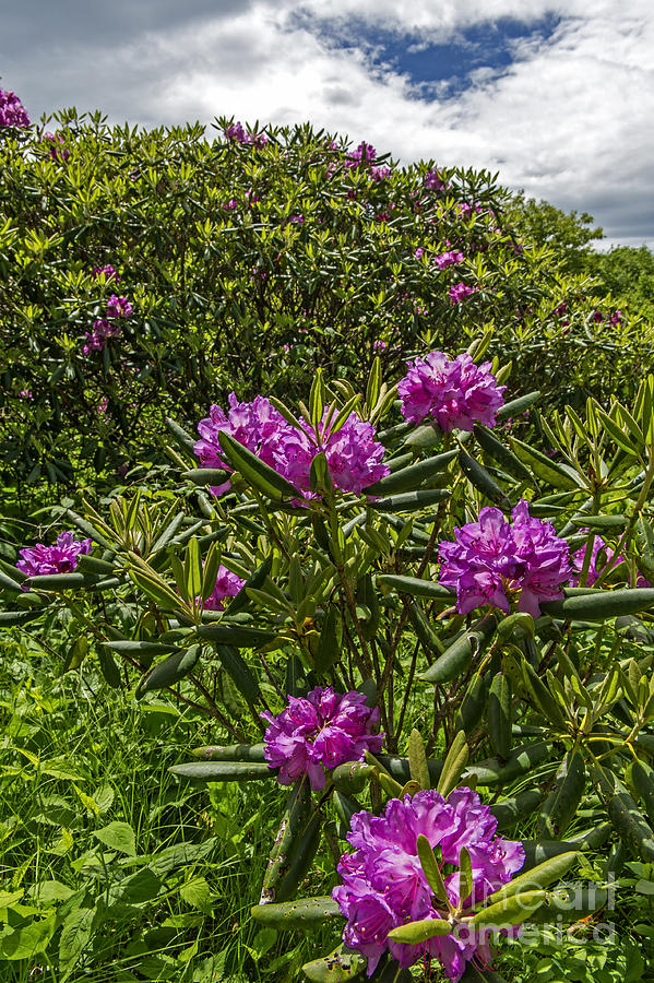 Blooming Rhodendrums Near Craggy Gardens On The Blue Ridge Parway Photograph by Willie Harper