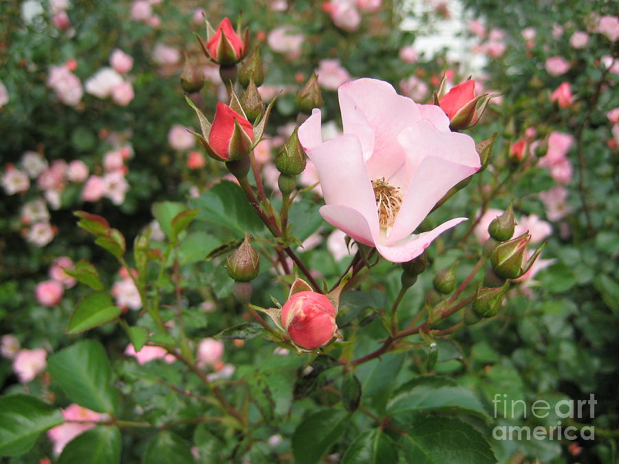 Blooming Rose Bush - Floral Photograph by Susan Carella