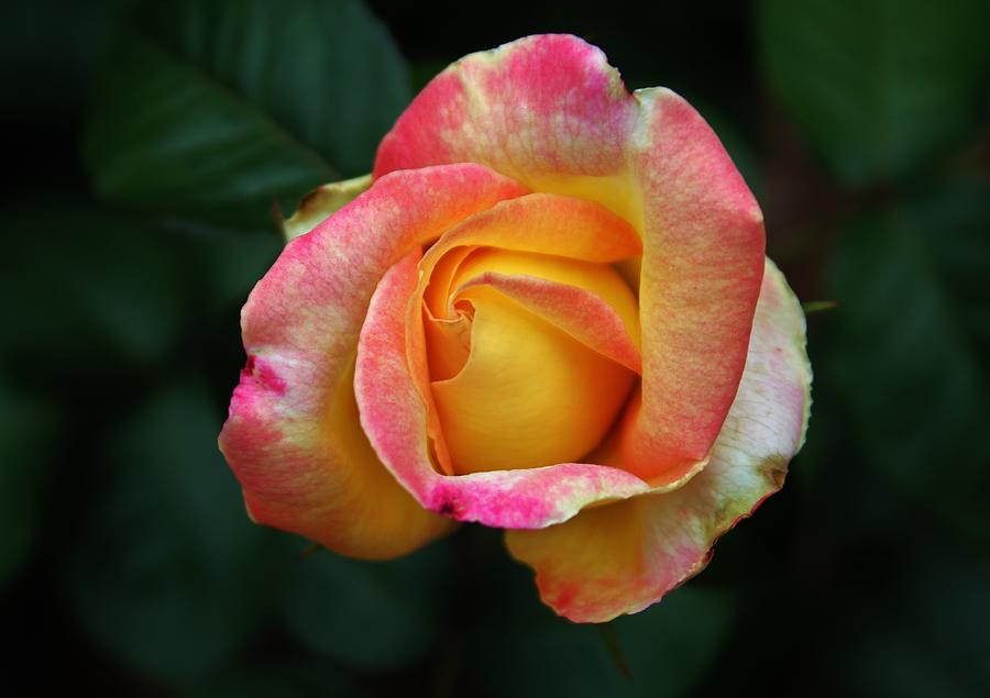 Blooming Rose Photograph by Cynthia Guinn | Fine Art America