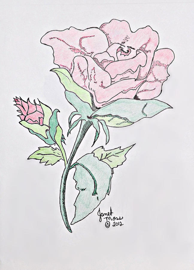 Blooming Rose Drawing by Moss Fine Art America