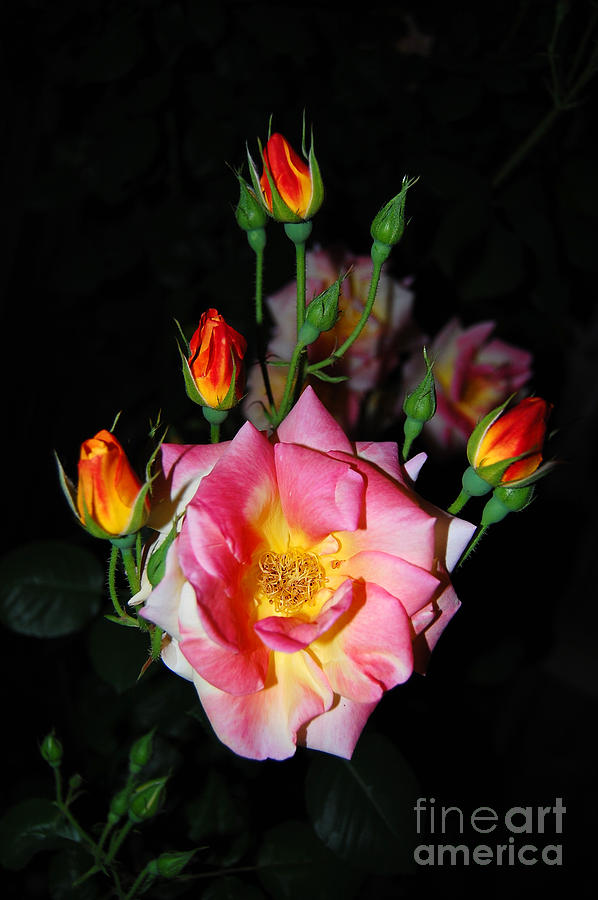 Blooming Roses at Night Photograph by Debra Thompson