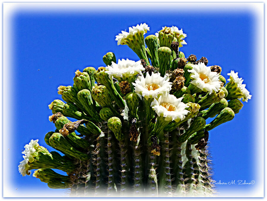 Blooming Saguaro Photograph by Barbara Zahno