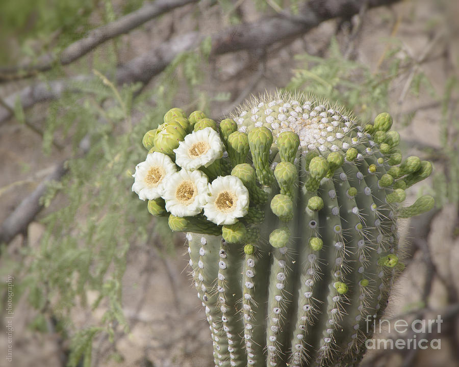 Blooming Saguaro Photograph by Diane Enright