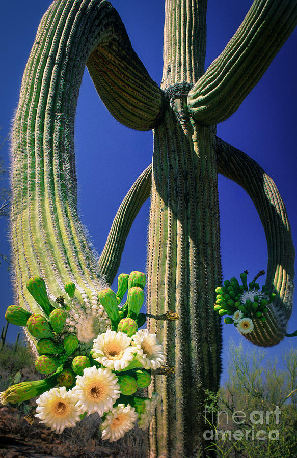 Blooming Saguaro Photograph by Inge Johnsson