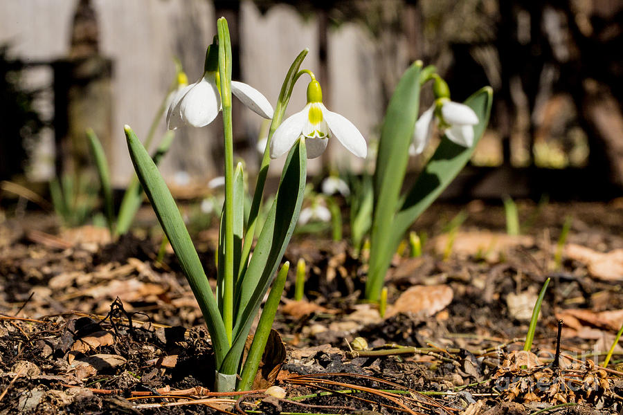 Blooming Snowbells Photograph by Brad Marzolf Photography Blooming Snowbells Photograph by Brad Marzolf Photography