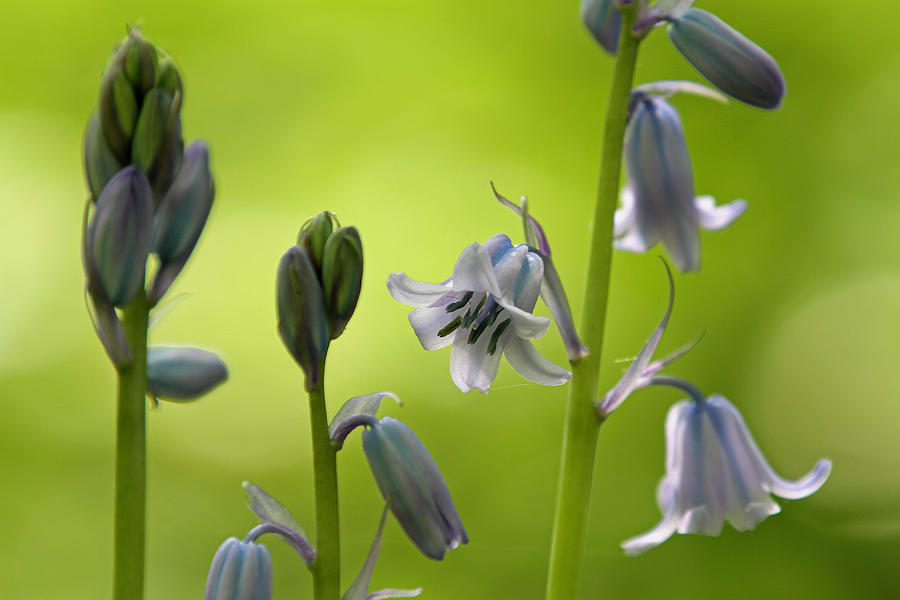 Blooming Spanish Bluebells Photograph by Juergen Roth