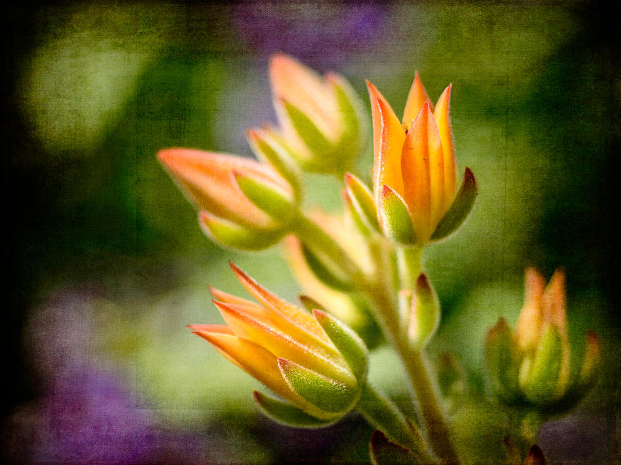 Blooming Succulents II Photograph by Marco Oliveira